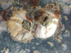 Amphibalanus reticulatus