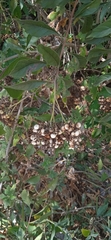 Tournefortia hartwegiana