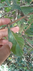 Tournefortia hartwegiana