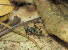 Camponotus arboreus