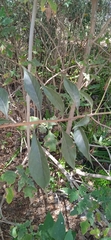 Tournefortia hartwegiana