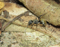 Camponotus arboreus