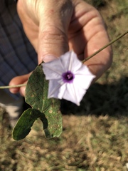 Ipomoea sinensis blepharosepala