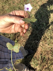Ipomoea sinensis blepharosepala