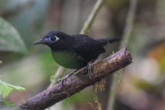Hafferia zeledoni