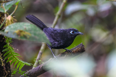 Hafferia zeledoni