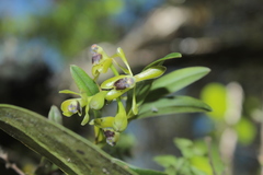 Epidendrum erosum