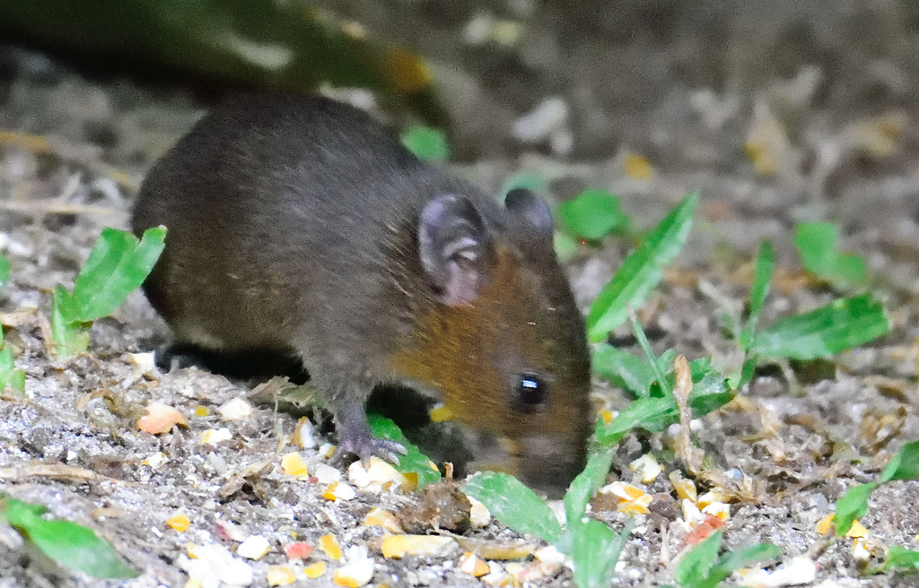 Singing Mice
