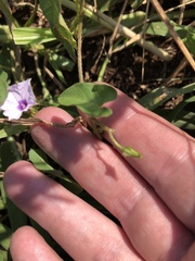 Ipomoea sinensis blepharosepala