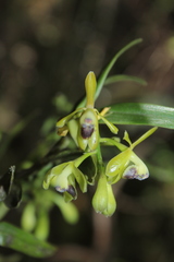 Epidendrum erosum