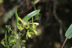 Epidendrum erosum
