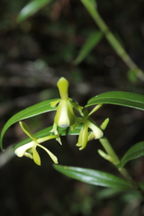 Epidendrum erosum