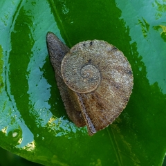 Parthena acutangula