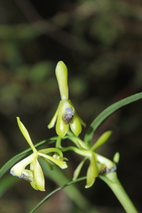 Epidendrum erosum