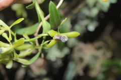 Epidendrum erosum