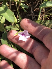 Ipomoea sinensis blepharosepala
