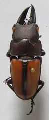 Prosopocoilus doris