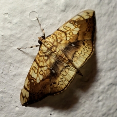 Pantographa limata