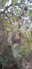 Ehretia latifolia