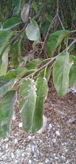 Ehretia latifolia