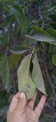 Ehretia latifolia