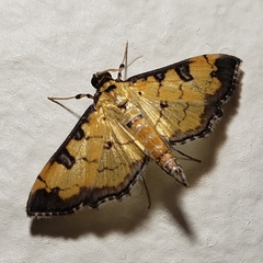 Ategumia