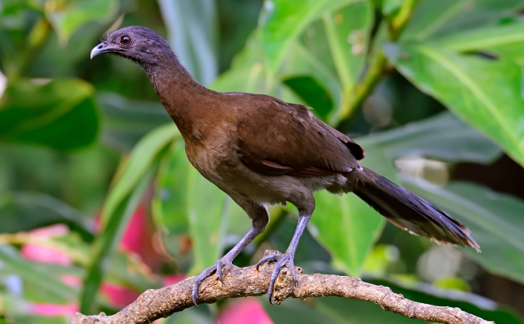 Guacharaca de cabeza gris (PEVA (Parque Ecológico Volcán Arenal ...