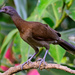 Gray-headed Chachalaca - Photo (c) Ad Konings, some rights reserved (CC BY-NC), uploaded by Ad Konings
