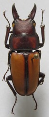 Prosopocoilus doris