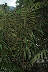 Metaxya rostrata
