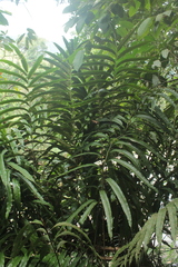 Metaxya rostrata