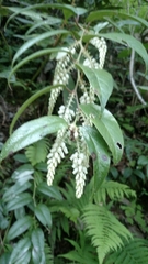 Leucothoe