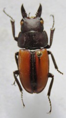 Prosopocoilus doris