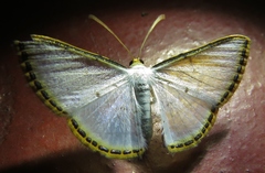 Leuciris fimbriaria
