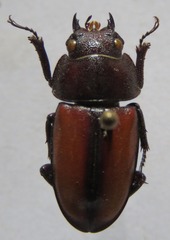 Prosopocoilus doris
