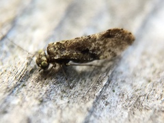 Psocodea
