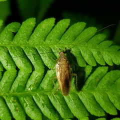 Neoblattellini