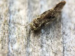 Psocodea