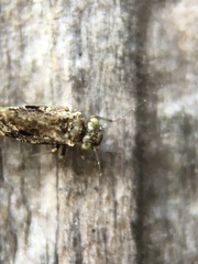 Psocodea