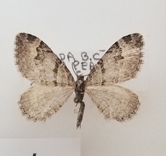 Xanthorhoe abrasaria