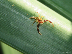 Lurio conspicuus