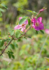 Rosa acicularis