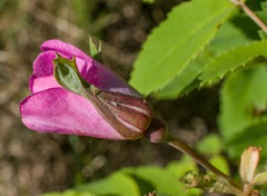 Rosa acicularis