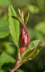 Rosa acicularis