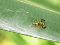 Lurio conspicuus