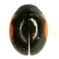 Hyperaspis schaefferi