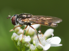 Platycheirus hyperboreus