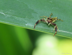 Lurio conspicuus