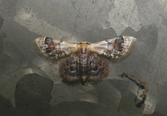 Idaea asceta