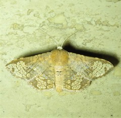 Canaea hyalospila